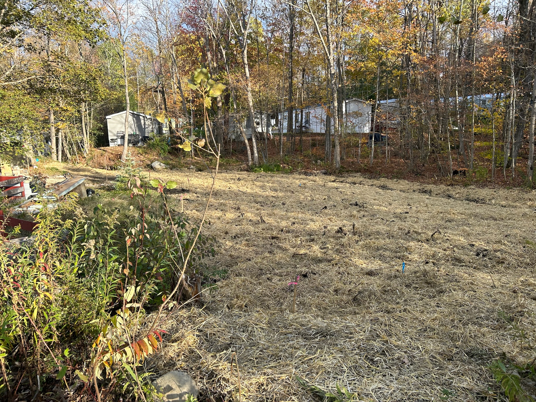 Sunset Lake detail 2