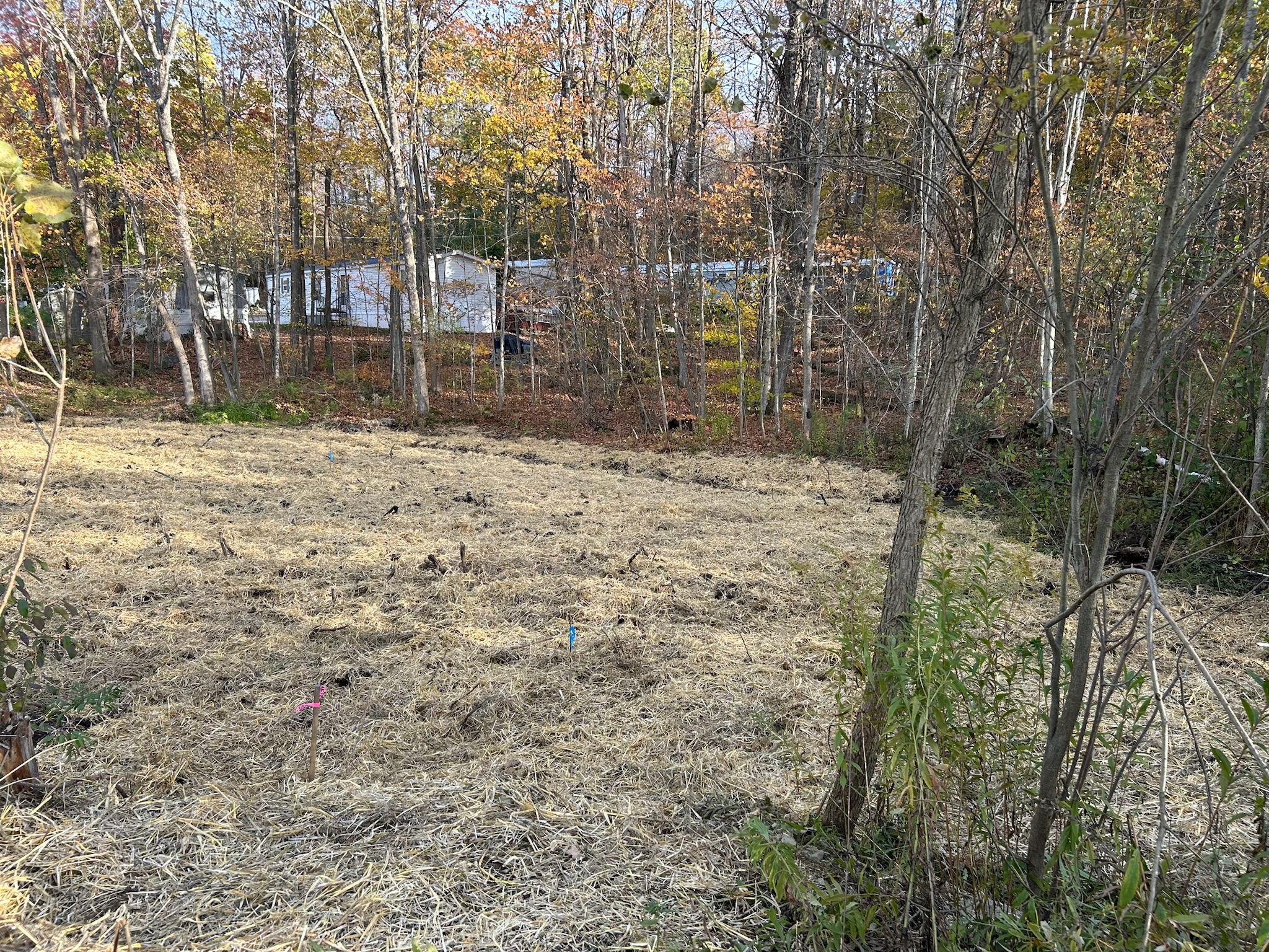 Sunset Lake detail 1